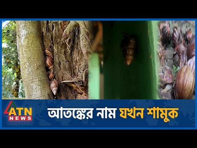 এবার শামুক নিয়ে আতঙ্ক! | Snail | African Gaint | Kishorganj | ATN News