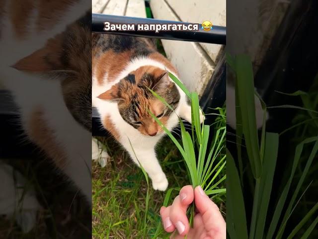 Будем как черепахи #жизнь #цитаты #юмор #пословицы #cat #нюша #прикол #цитатыпрожизнь #семья #топчик