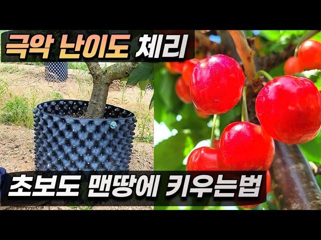 어렵기로 소문난 체리 맨땅에 누구나 쉽게  키우는법