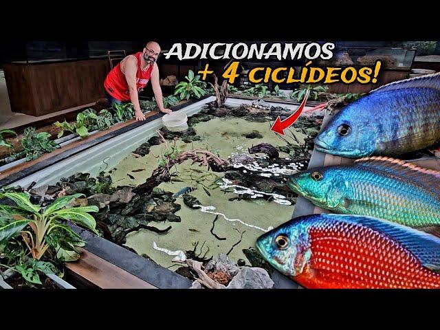 ATUALIZAÇÃO DO LAGO PISCINA DE 4000L DE CICLÍDEOS AFRICANOS DA @aquariummonstershop