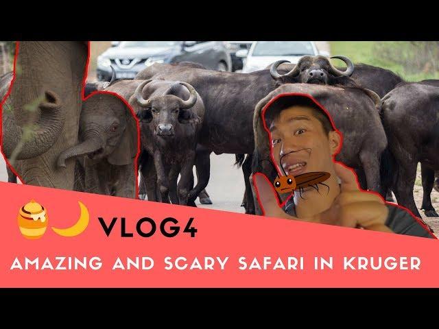 AMAZING & SCARY African Safari Self-Drive Experience at Kruger National Park | Honeymoon VLOG 4