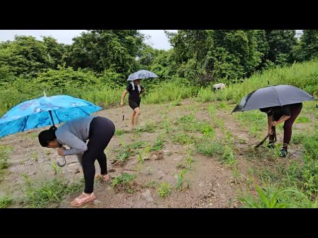 Las chicasbajo la lluvialimpiando la milpa El Buen Salvadoreño