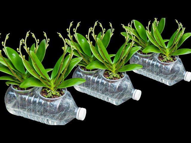 The secret to growing orchids in water bottles. Flowers bloom profusely and never have root rot