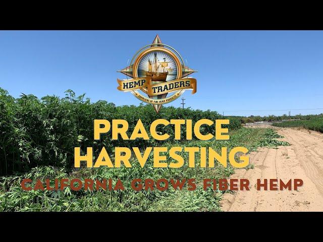 Practice Harvesting Hemp