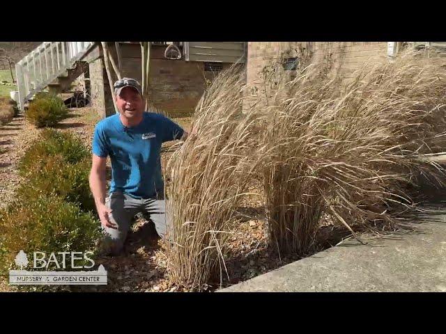 How to Prune Switchgrass