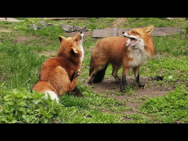 It's fun to watch the foxes