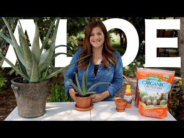 Aloe Vera Care Guide! // Garden Answer