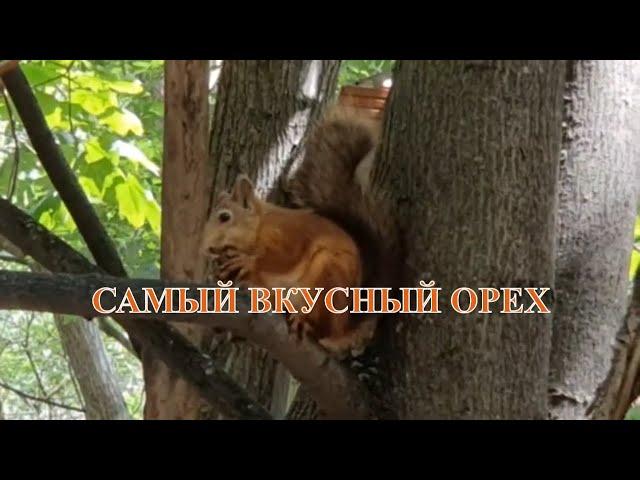 #Мукбанг от Белки  Забавные Белки