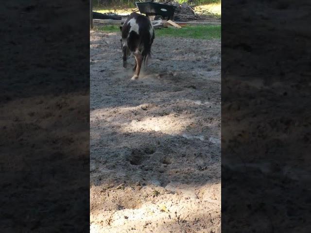 Ziggy the donkey playing in my freshly tilled garden