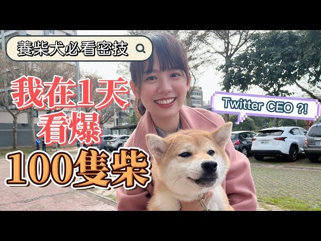 【寵物特輯】養柴犬必看！要注意什麼？開箱100隻柴犬參賽的選美比賽！ |  柴犬魅力無法擋，竟讓馬斯克任命Twitter CEO ?!  | 迷因之神 | 歐文西卡旅行中