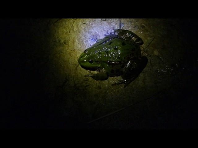 Velika žaba / Big frog