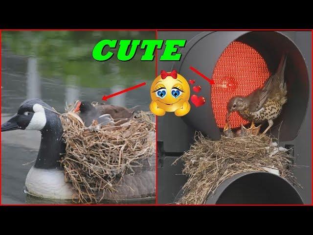 TOP 10 Unusual Bird Nests Built In The Weirdest Places