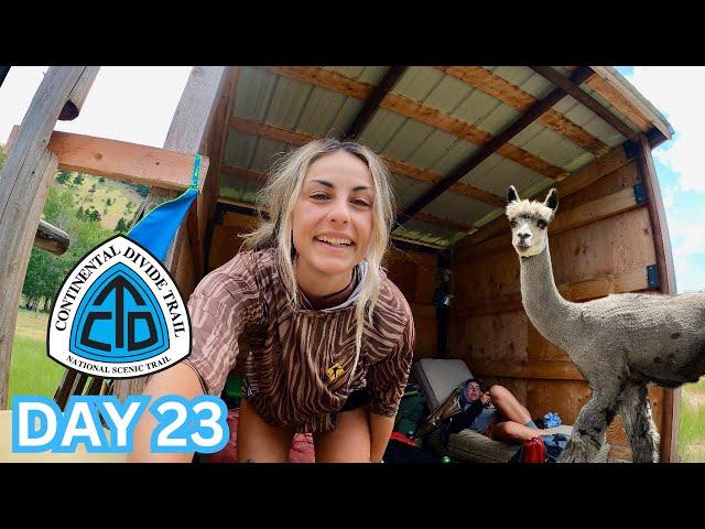 The best kept secret on the CDT: the alpaca alternate | CDT Day 23