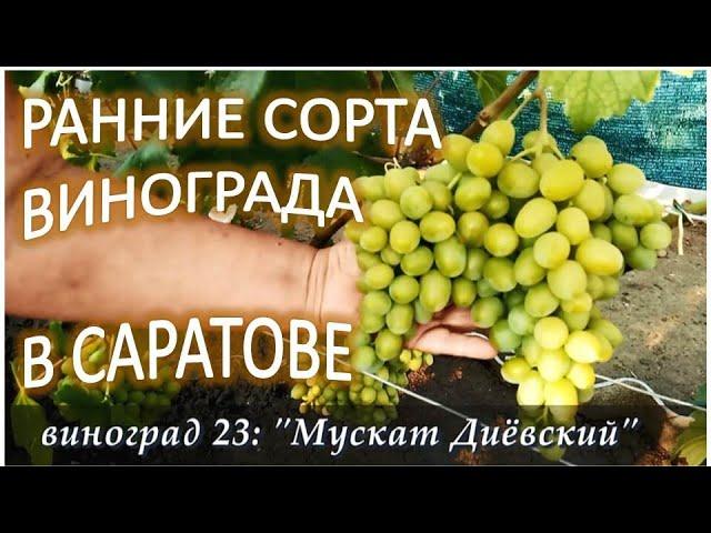 Ранние сорта винограда в Саратове