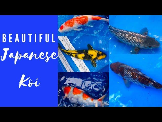 Beautiful Koi!! Measuring AUTHENTIC Japanese Tosai | How Much Did They Grow??