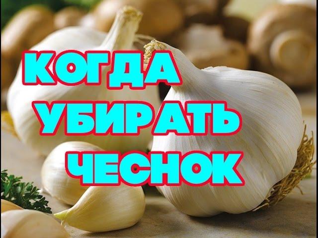 КОГДА УБИРАТЬ ЧЕСНОК