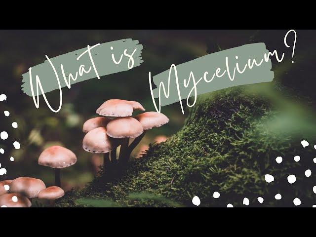 What is mycelium?