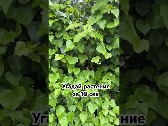Угадай растение за 10 секунд #ботаника #природа #загадки