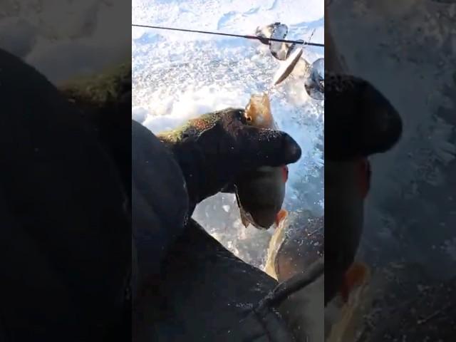 Ловля окуня на блесну Лист в 46 кузове.