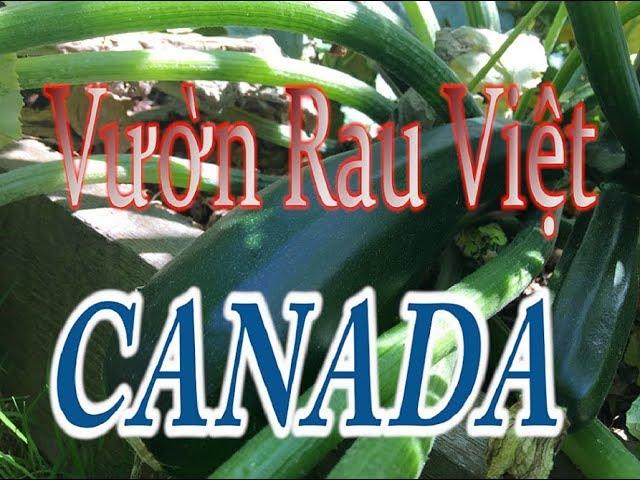 Vườn Rau Việt Trên Đất Canada #1 |  Vườn Sau Nhà | Backyard Garden Tour