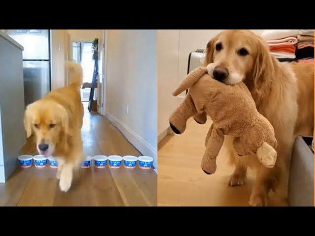 Cachorros Engraçados - Golden Retriever compilation | Vídeos de Golden Retriever #06