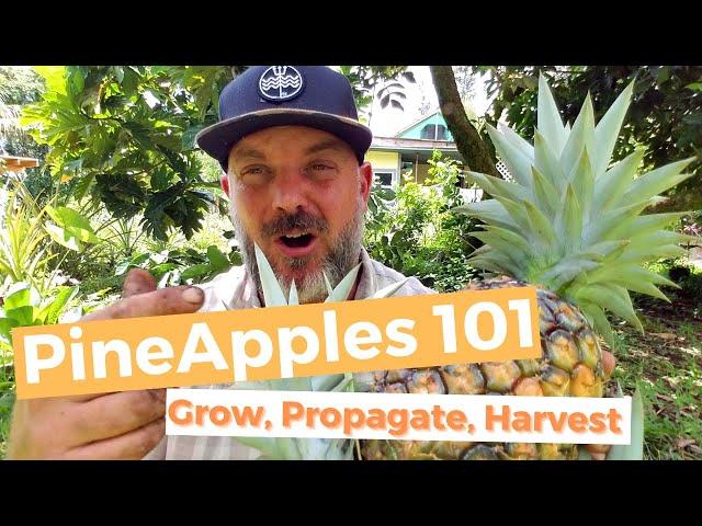 Pineapples 101: Everything You Need To Grow The Best Pineapples Ever!