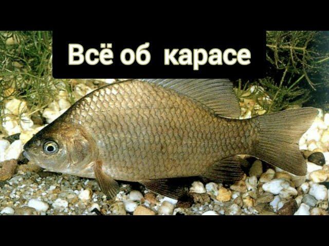 Всё о Карасе.Самая Большая в Мире пойманная Рыба Карась.