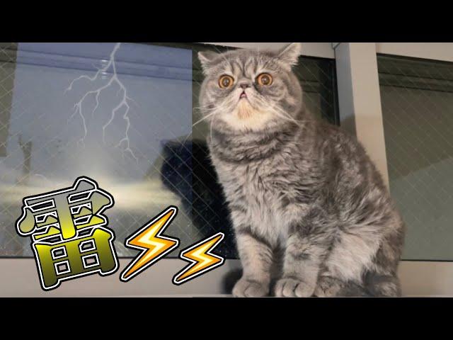 【ゲリラ豪雨】激しい雷で驚きを通り越えて猫たちが覚醒してしまいました…。