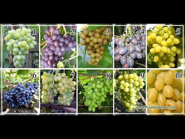 сорта винограда более 80 сортов фото как выглядит размер ягод и кисти