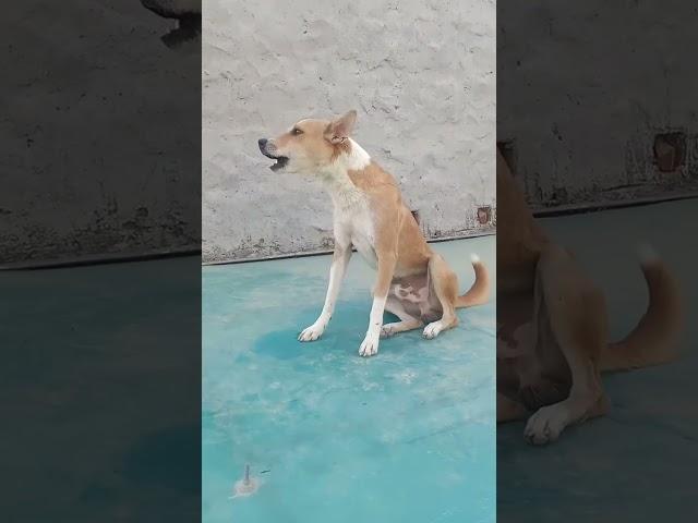 dog sound dog barking loud#shorts #viralshorts #trendingshorts||desi dog barking loudly