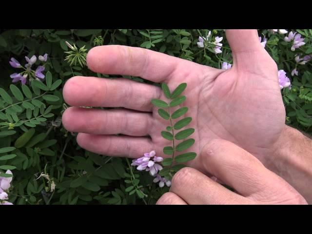 Crown vetch (Securigera varia) A listed invasive plant in Wisconsin