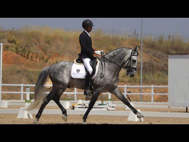 GUADIARO YSB - PRE HORSE - 4 YEAR’S OLD !!