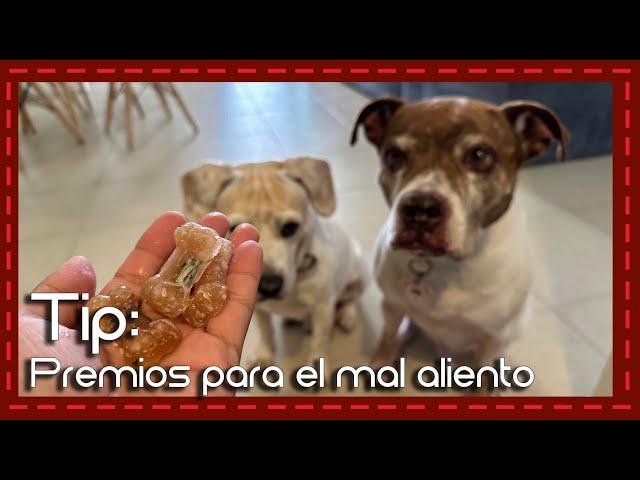 ¡Premios caseros que eliminan mal aliento! Descubre cómo hacer snacks para tu perro