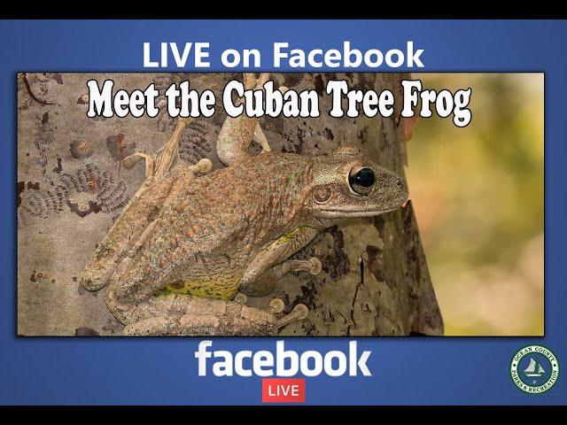 OCParks: Cuban Tree Frogs