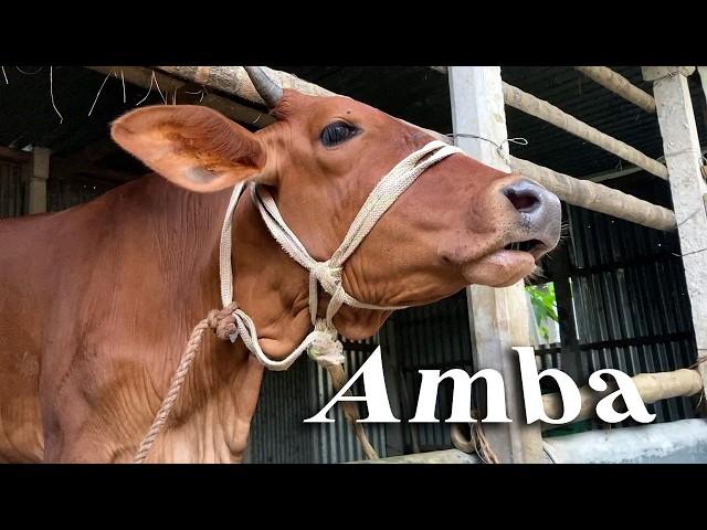 Eleven Cute Cow Videos With Real Cow Sound By Tobibul | Learn About Cow, Amba Episode 38