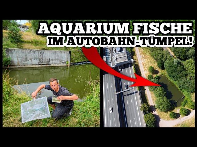 GEFÄHRLICH?! Aquarium FISCHE in AUTOBAHNTEICH entdeckt und GEFANGEN!