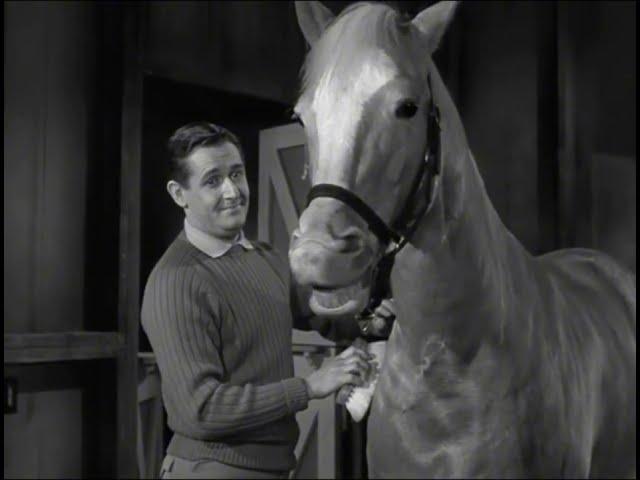 Mister Ed Being Cute / Funny Horse Pt. 1