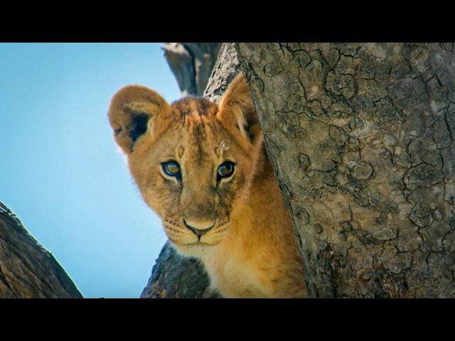 Young Predators: Learning the Art of Hunting