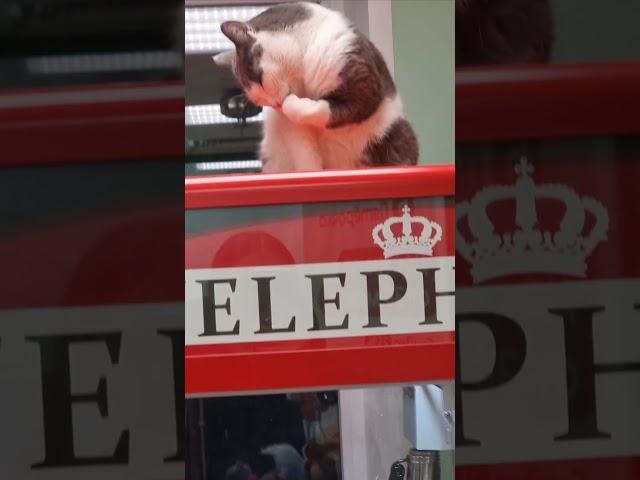 Главная игрушка уже вылезла)) #кот#животные
