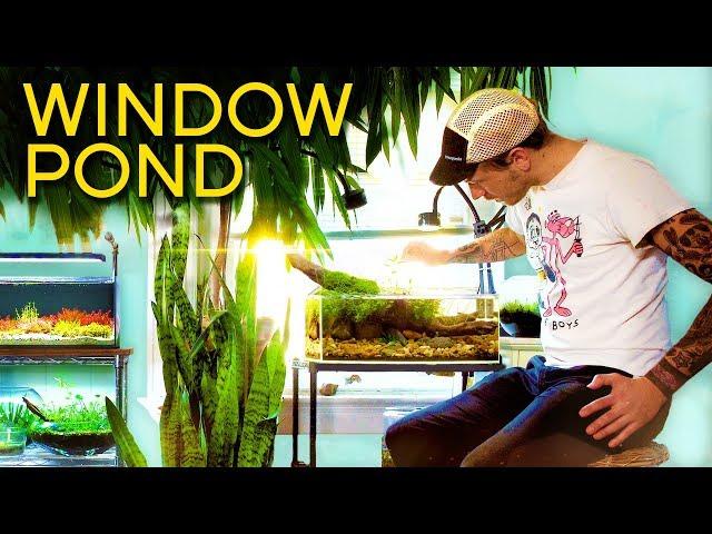 Make a Pond in Your Window!! — Pond Style Tank Tour ft. Aquawerk