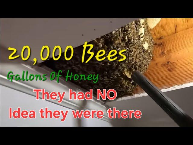 MASSIVE Beehive Found In Their Rental Home