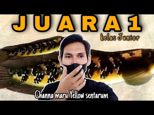 SANG JUARA..!!! CHANNA MARU YELLOW SENTARUM Full Bunga sampai punggung...