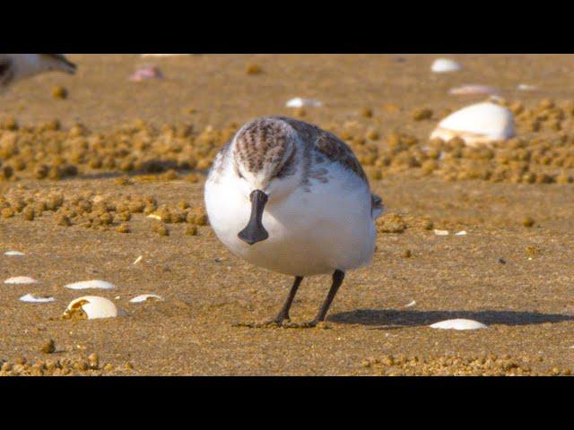 2 Rare Spoon billed sandpipers! Among Thousands of Shore birds