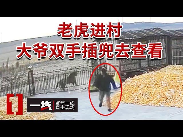 《一线》老虎下山闯入居民住所！大爷上前”吃瓜“不料老虎猛扑过来！20241217