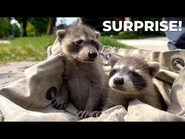 A Raccoon Removal Like No Other | SURPRISE ENDING!
