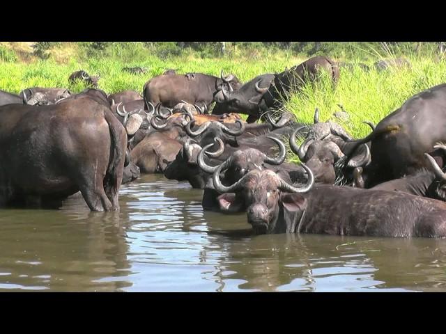 SOUTH AFRICA cape buffaloes, Kruger national park (hd-video)