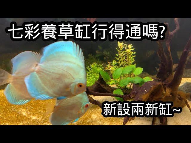 再次挑戰水草缸養七彩! 新設兩新魚缸! | 水族系列