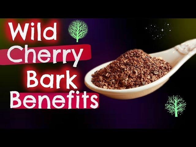 Wild Cherry Bark Benefits | IN ONE MINUTE!