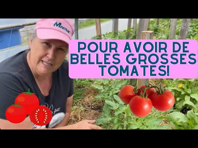 Faut-il enlever les gourmands de vos plants de tomates?