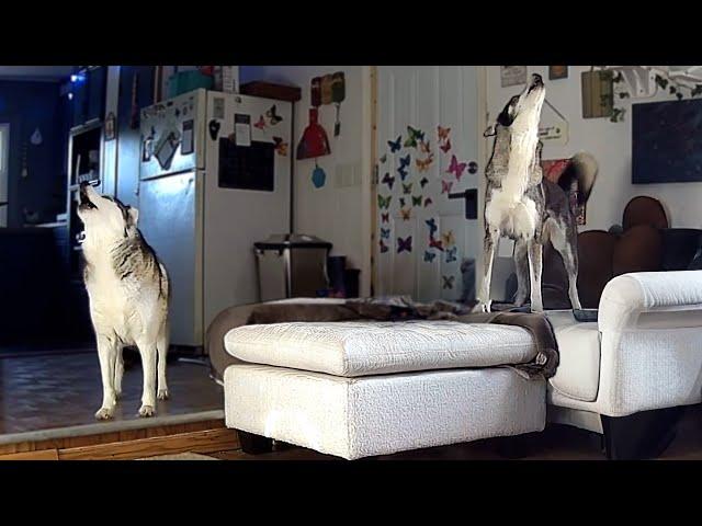 Huskies Howling While Home Alone!